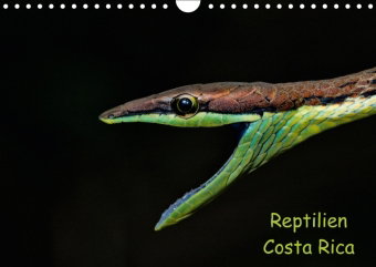 Reptilien Costa Rica (Wandkalender 2018 DIN A4 quer)