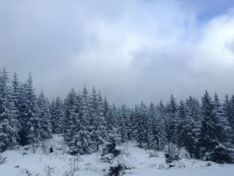 Wald im Winter - 500 Teile (Puzzle)