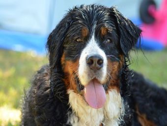 Berner Sennenhund - 1.000 Teile (Puzzle)