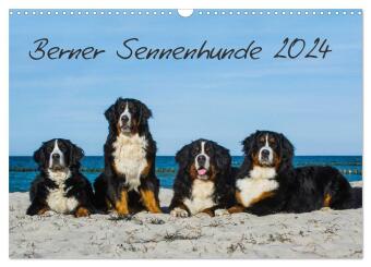 Berner Sennenhund 2024 (Wandkalender 2024 DIN A3 quer), CALVENDO Monatskalender
