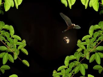 Vogel vor Mond in der Nacht - 500 Teile (Puzzle)