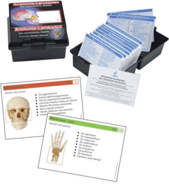 Anatomie Lernkarten menschliches Skelett