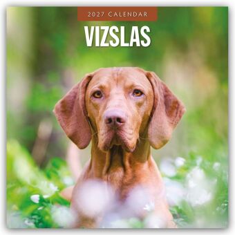 Vizslas - Magyar Vizsla - Kurzhaariger Ungarischer Vorstehhund 2027 - 16-Monatskalender