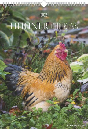 Alpha Edition - Hühner 2026 - Wandkalender A3 (30×42 cm) mit 12 liebevollen Fotografien verschiedene