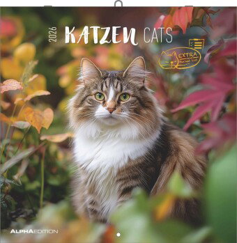 Alpha Edition - Katzen Kalender 2026 - Broschürenkalender 30x30 cm (30x60 cm geöffnet) - Wandkalende