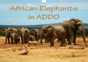 African Elephants in ADDO (Wall Calendar 2019 DIN A4 Landscape)