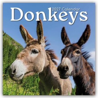 Donkeys - Esel 2027 - 16-Monatskalender