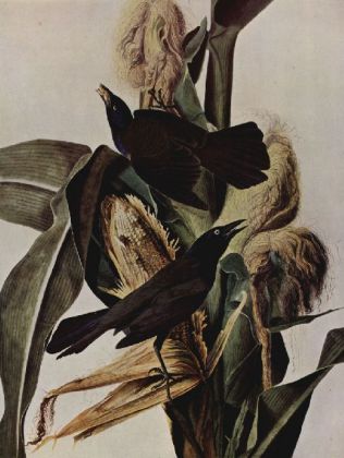John James Audubon - Purpurbootschwanz - 500 Teile (Puzzle)