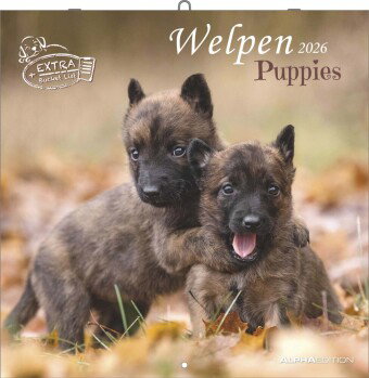 Alpha Edition - Welpen Kalender 2026 - Wandkalender 30x30 cm (30x60 cm geöffnet) - Für Hundeliebhabe