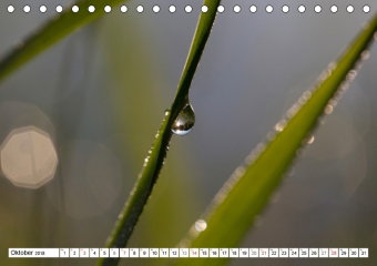 Kunstwerke der Natur (Tischkalender 2018 DIN A5 quer)