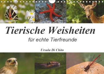 Tierische Weisheiten (Wandkalender 2019 DIN A4 quer)