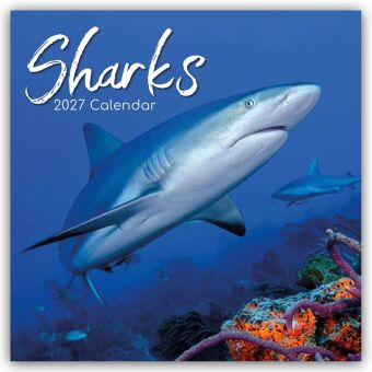 Sharks - Haie 2027 - 16-Monatskalender