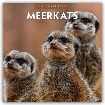 Meerkats - Erdmännchen 2027 - 16-Monatskalender