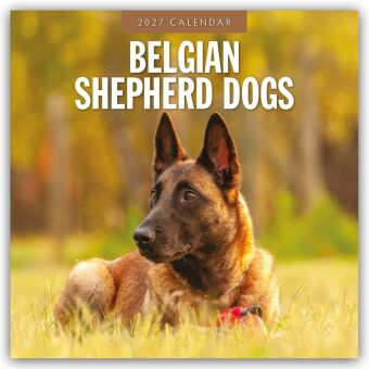 Belgian Shepherd - Belgischer Schäferhund 2027 - 16-Monatskalender
