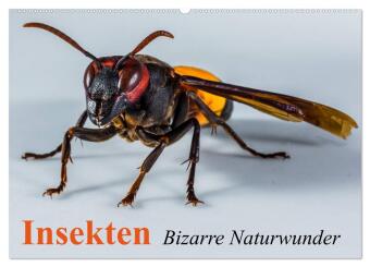 Insekten - Bizarre Naturwunder (Wandkalender 2024 DIN A2 quer), CALVENDO Monatskalender