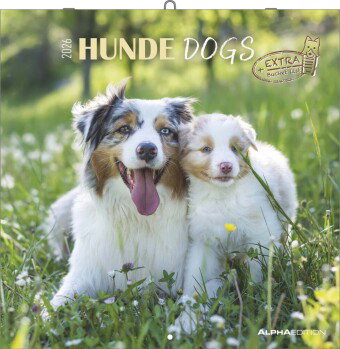 Alpha Edition - Hunde Kalender 2026 - Wandkalender 30x30 cm für Hundeliebhaber - 6-sprachiges Kalend