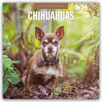 Chihuahuas - Chihuahua 2027 - 16-Monatskalender