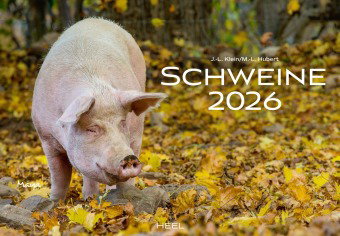 Schweine Kalender 2026