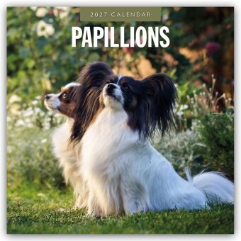 Papillons - Schmetterlingshund - Zwergspaniel 2027 - 16-Monatskalender