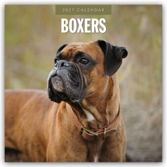 Boxers - Deutscher Boxer 2027 - 16-Monatskalender