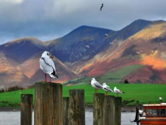 Derwent Water Möwe Cumbria - 500 Teile (Puzzle)