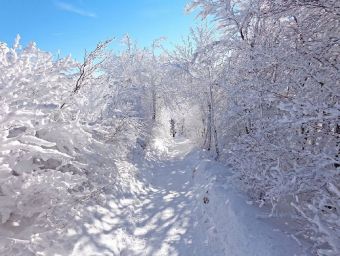 Winter im Wald - 2.000 Teile (Puzzle)