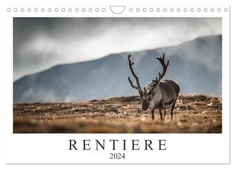 Rentiere (Wandkalender 2024 DIN A4 quer), CALVENDO Monatskalender