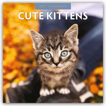 Cute Kittens - Niedliche Kätzchen 2027 - 16-Monatskalender