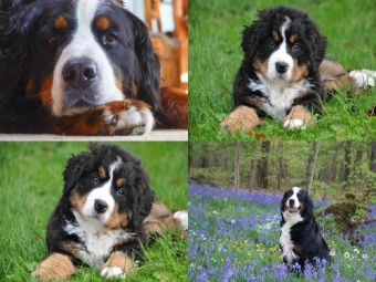 Collage Berner Sennenhund - 500 Teile (Puzzle)