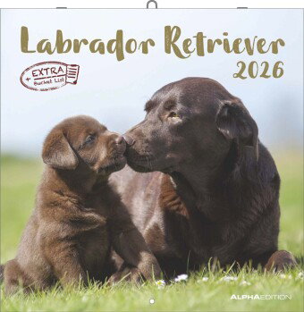 Alpha Edition - Labrador Retriever Kalender 2026 - Wandkalender 30x30 cm - Für Hundeliebhaber - 12 b