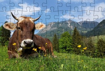 Puzzle-Postkarte Allgäu, Motiv: Kuh auf Wiese