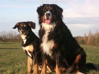 Berner Sennenhund - 500 Teile (Puzzle)