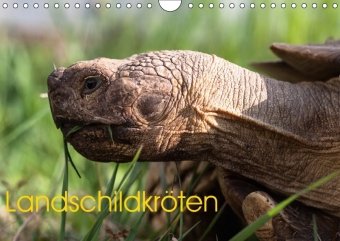 Landschildkröten (Wandkalender 2018 DIN A4 quer)