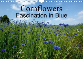 Cornflowers Fascination in Blue (Wall Calendar 2018 DIN A4 Landscape)