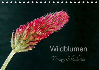 Wildblumen ? winzige Sch?nheiten (Tischkalender 2019 DIN A5 quer)