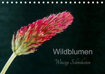 Wildblumen - winzige Schönheiten (Tischkalender 2018 DIN A5 quer) Dieser erfolgreiche Kalender wurde