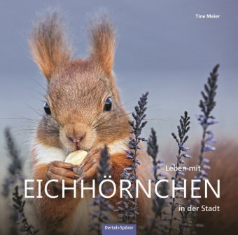 Leben mit Eichhörnchen in der Stadt