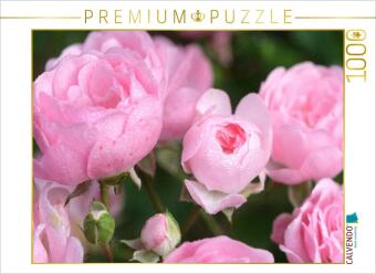 CALVENDO Puzzle Rose 'The Fairy' | 1000 Teile Lege-Größe 64x48cm Foto-Puzzle für glückliche Stunden