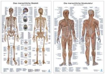 Anatomie Lerntafeln im Doppelpack