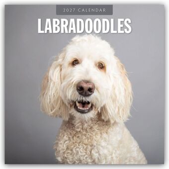 Labradoodles - Labradoodle 2027 - 16-Monatskalender