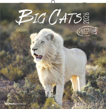 Alpha Edition - Big Cats Kalender 2026 - Wandkalender 30x30 cm - Für Wildtier- & Naturfreunde - 12 b