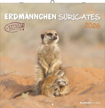 Alpha Edition - Erdmännchen Kalender 2026 - Wandkalender 30x30 cm - Für Tierfreunde & Erdmännchen-Fa