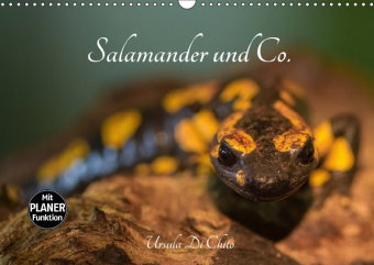 Salamander und Co. (Wandkalender 2018 DIN A3 quer) Dieser erfolgreiche Kalender wurde dieses Jahr mi