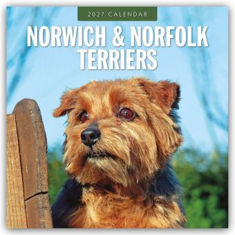 Norwich Terrier und Norfolk Terrier 2027 - 16-Monatskalender