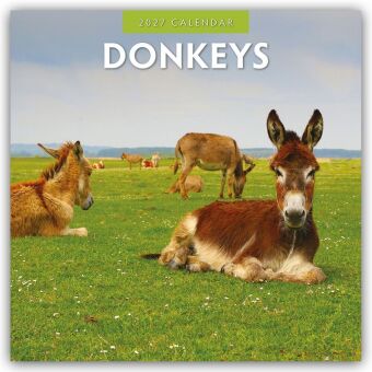Donkeys - Esel 2027 - 16-Monatskalender