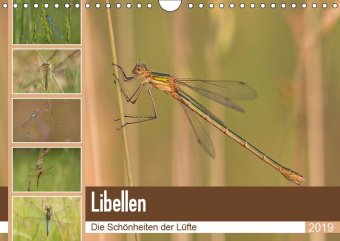 Libellen - Die Schönheiten der Lüfte (Wandkalender 2019 DIN A4 quer)