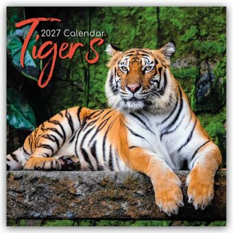 Tigers - Tiger 2027 - 16-Monatskalender
