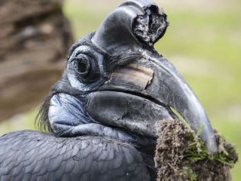 Hornbill - 500 Teile (Puzzle)