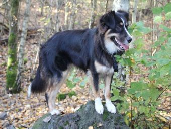 Australian Shepherd - 500 Teile (Puzzle)