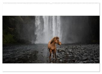 Islandpferde Kalender - Pferde von der Insel aus Feuer und Eis (Wandkalender 2024 DIN A2 quer), CALV